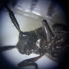 Exocentrus ruficollis