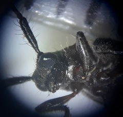 Exocentrus ruficollis