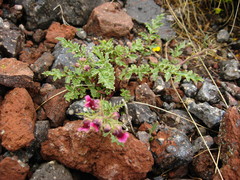 Scrophularia ruprechtii