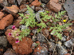 Scrophularia ruprechtii