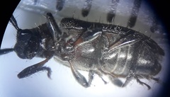 Exocentrus ruficollis