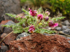 Scrophularia ruprechtii