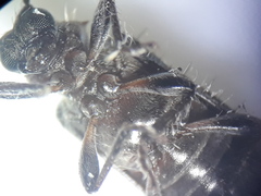 Exocentrus ruficollis
