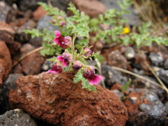 Scrophularia ruprechtii