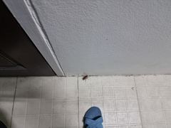 Periplaneta americana