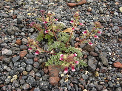 Scrophularia ruprechtii