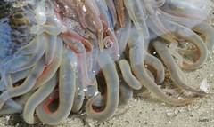 Bunodosoma cavernatum