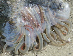 Bunodosoma cavernatum