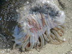 Bunodosoma cavernatum