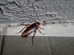 Periplaneta americana