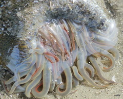 Bunodosoma cavernatum