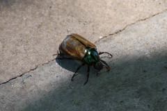 Anomala testaceipennis