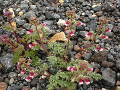 Scrophularia ruprechtii