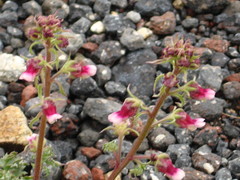 Scrophularia ruprechtii