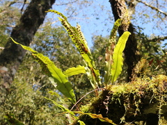 Lepisorus obscurevenolusus