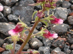 Scrophularia ruprechtii