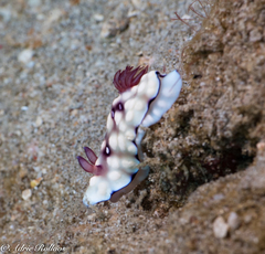 Goniobranchus hintuanensis