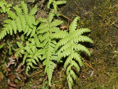 Coryphopteris castanea