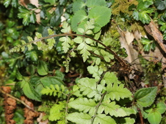 Athyrium arisanense