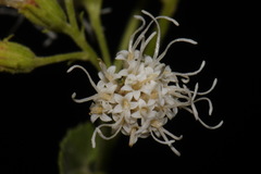 Ageratina herbacea