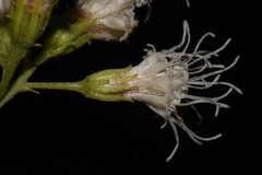 Ageratina herbacea