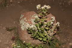 Ageratina herbacea