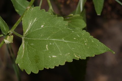 Ageratina herbacea