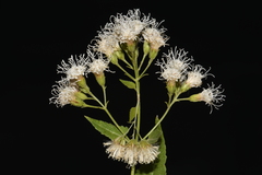 Ageratina herbacea