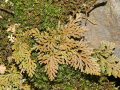 Selaginella involvens