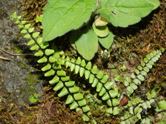 Asplenium tripteropus