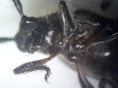 Exocentrus ruficollis