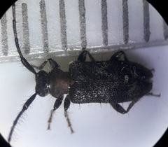Exocentrus ruficollis