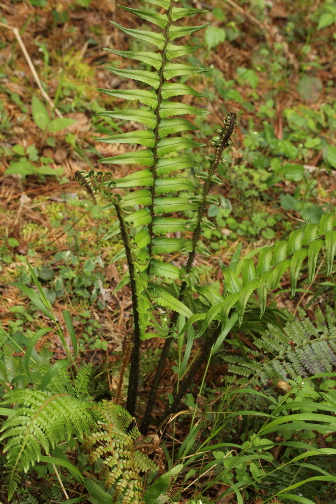 Dryopteris atrata