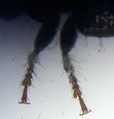 Exocentrus ruficollis