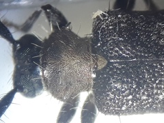 Exocentrus ruficollis