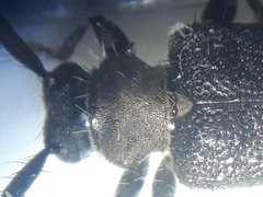 Exocentrus ruficollis