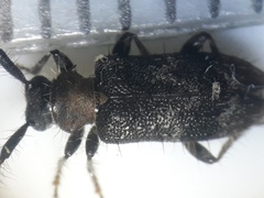 Exocentrus ruficollis