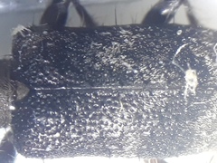 Exocentrus ruficollis