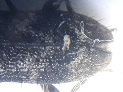 Exocentrus ruficollis