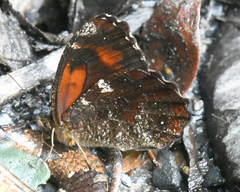 Pedaliodes hewitsoni