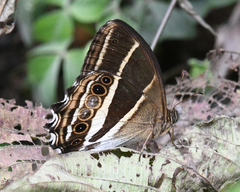 Parataygetis albinotata