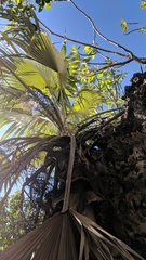 Coccothrinax proctorii