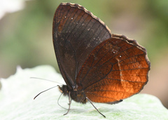 Pedaliodes manis