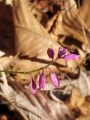 Polygala pedemontana