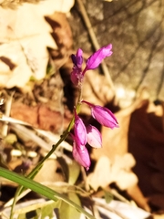 Polygala pedemontana