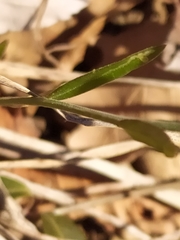 Polygala pedemontana