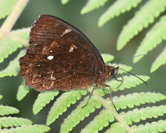 Pedaliodes phrasicla