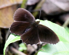 Pedaliodes phrasicla