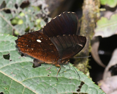Pedaliodes phrasicla