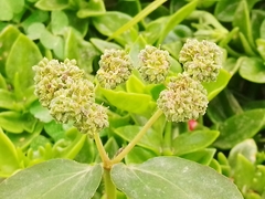 Euphorbia ophthalmica
